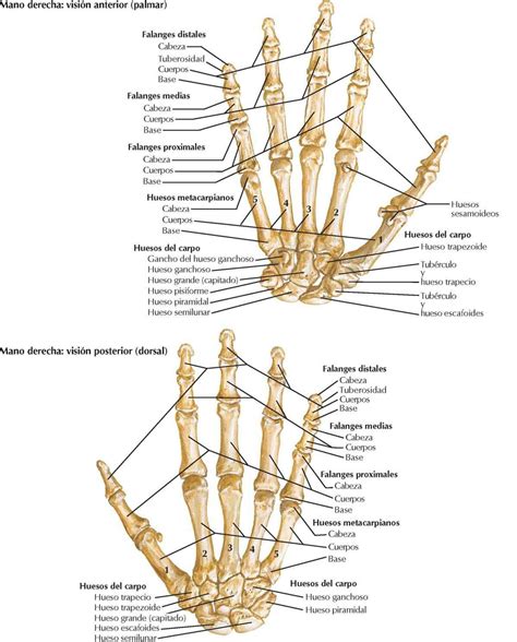 Anatomia Huesos Del Carpo Kulturaupice