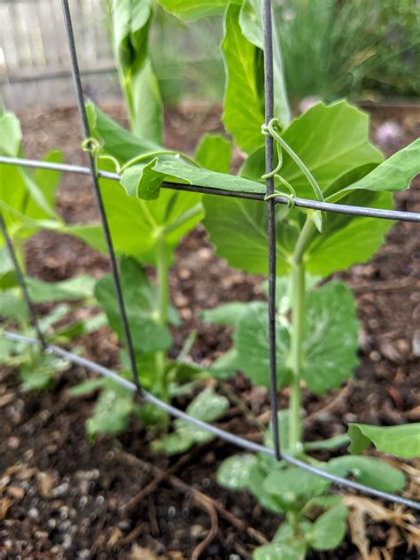 I Know Its Silly But I Love Pea Tendrils I Think They Are So Cute
