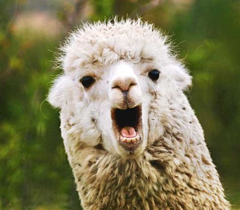 Alpaca spit dance: den äckliga konsekvensen av att fastna i ett alpaca