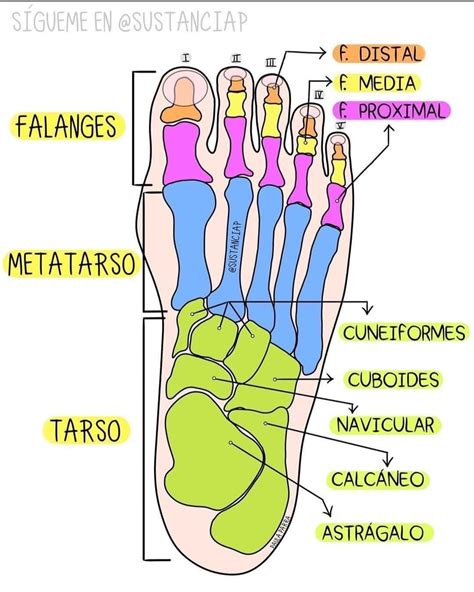 Huesos Del Pie 🦶 Anatomía Médica Anatomía Anatomia Y Fisiologia Humana