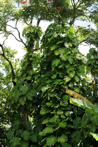 Common name scientific name comments ; Epipremnum pinnatum - Golden Pothos, Golden Pothos Vine ...