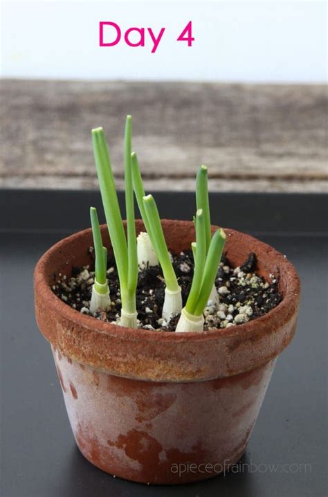 If you buy through these links, i may earn a small commission. Regrow Green Onions / Scallions from Kitchen Scraps: 2 ...