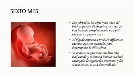 Etapas Del Desarrollo Prenatal Germinal Embrionaria Y Fetal Youtube