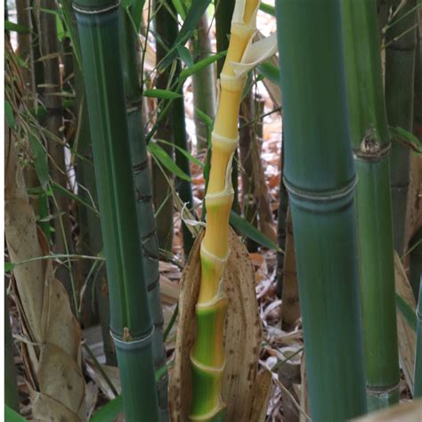 Phyllostachys Bambusoides Giant Timber Bamboo Madake New York