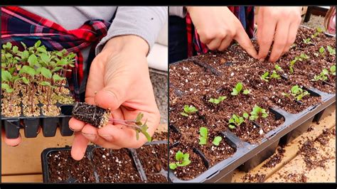 how to transplant seedlings when are seedlings ready garden farm youtube