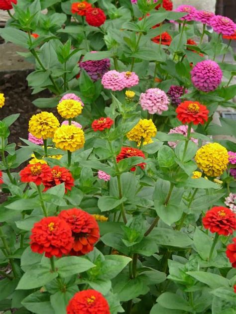 May 23, 2021 · however, bees see flowers differently than humans do. 9 Fall Flowers for Bees to Help them Overwinter This Year