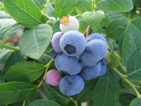 Vaccinium Blueberry Northcountry From Growing Colors