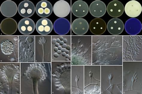 Studies In Mycology 78 Species Diversity In Aspergillus Penicillium