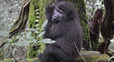 Bwindi Impenetrable National Park Sheengai Pride Safaris