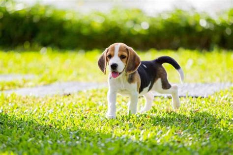 How Much Do Beagle Puppies Cost Solved Embora Pets