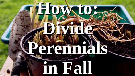 How To Divide Perennials In Fall Youtube