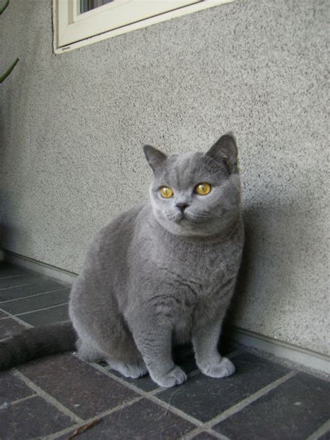 We did not find results for: 144 best British Shorthair images on Pinterest | Gray cats ...