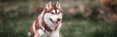 The manager who had been watching the furry i. Best Dog Foods for Huskies (Review & Nutrition Guide) 2018