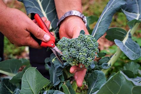 Growing Broccoli How To Sow Harvest And Grow Broccoli Better Homes
