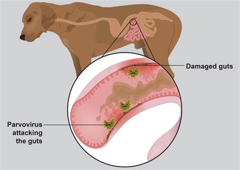 Can humans get parvo from dogs? Parvovirus in dogs and puppies - PDSA