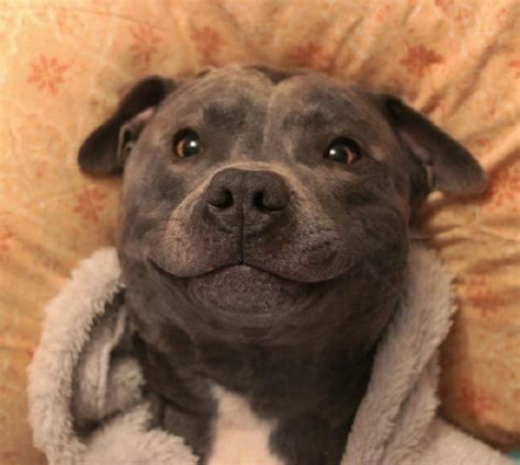 Ramsey Is A Blue Staffordshire Bull Terrier Known As Bluestaffy On