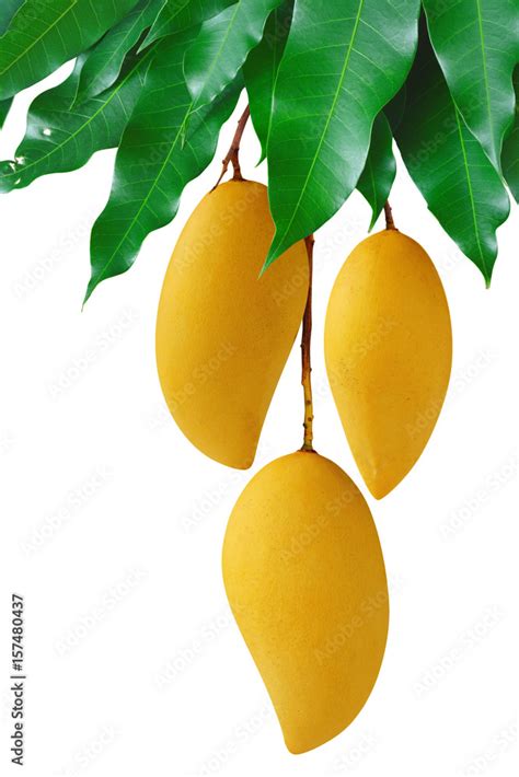 Mangoes Hanging On Fruit Bunch With Green Leaf Isolated White