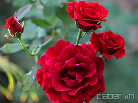 25 Loài Hoa Màu đỏ đẹp Kiều Diễm Cẩm Nang Cho Người Yêu Hoa Na Ri Hamico