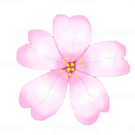Sakura Flowers Cherry Blossom 21444540 Png