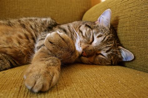 Wallpaper Cat Sleeping Tabby Paws Muzzle 4608x3072 4kwallpaper