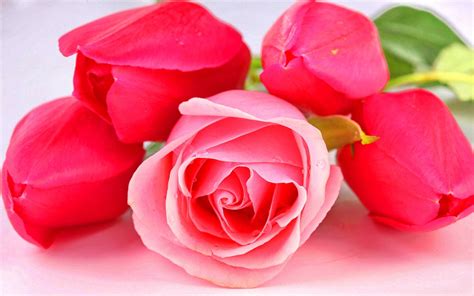 Beautiful Pink Roses Wallpapers For Desktop Wallpaper Cave