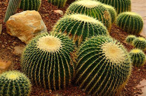 Faqs And Answers About The Golden Barrel Cactus Complete Landscaping