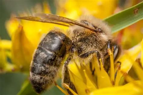 What Honey Bee Should I Buy Saskatraz Carniolan Italian Or Other Breeds