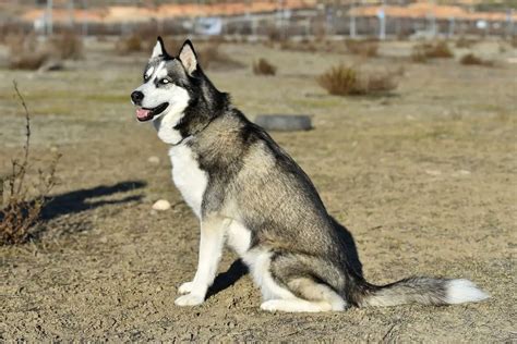 15 Short Hair Husky Facts You Should Know Complete Guide Animalfate