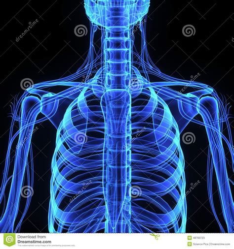 See more ideas about rib bones, bones, cage. Skeleton Ribcage Stock Illustration - Image: 48763723