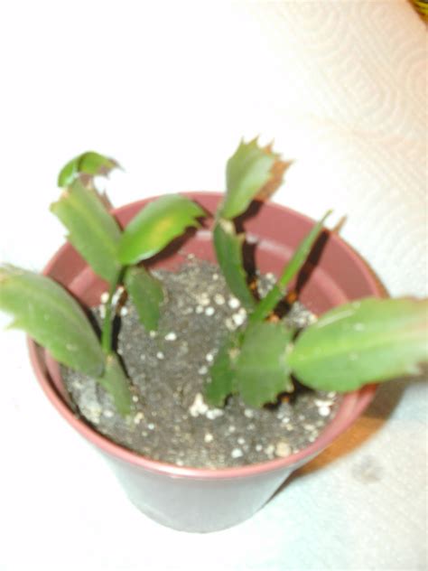 Indeed, quality effort is needed in christmas cactus propagation. Herb and Botanicals Homestead : Propagaing a Christmas Cactus