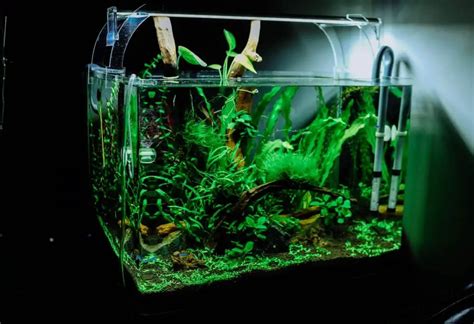 Top 14 Pflanzen Für Das Axolotl Aquarium In 2021 Axolotl Wissen