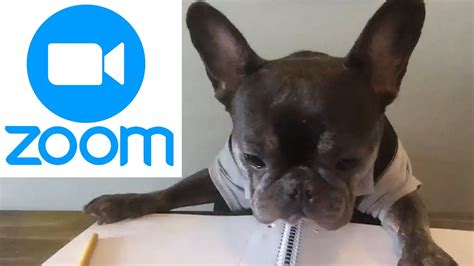 My Dog Does Zoom Call Stereotypes Top 5 School Edition