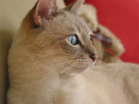tonkinese cat cat breeds encyclopedia