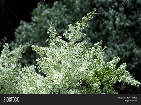 A forsythia shrub provides a profusion of flowers with little care. Christmas Bush Image & Photo (Free Trial) | Bigstock