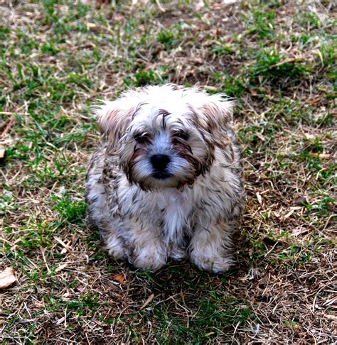 Shih Tzu Cairn Terrier Mix Pictures Dog For Dogs