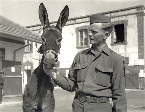 May contain limited notes, underlining or highlighting that does affect the text. Buddies: Soldiers and Animals in World War II | National ...