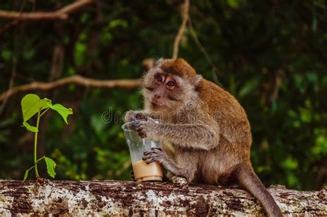 Small Thai Monkey Drinking Coffee On The Tree Stock Photo Image Of