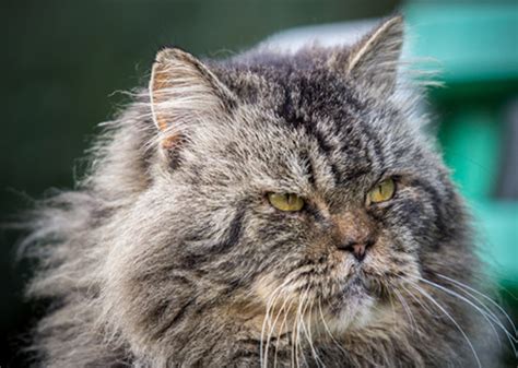7 Common Health Problems In Senior Cats