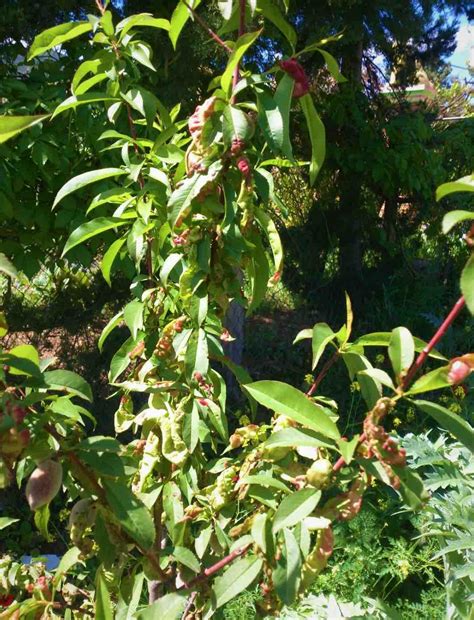 Peach leaf curl is the most common disease found in backyard orchards. Saillog | Peach leaf curl