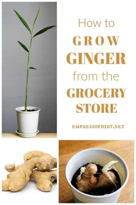 How To Grow Your Own Ginger Root