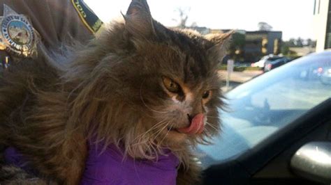 Cat Survives 10 Mile Ride Stuck Inside Car Bumper Abc News