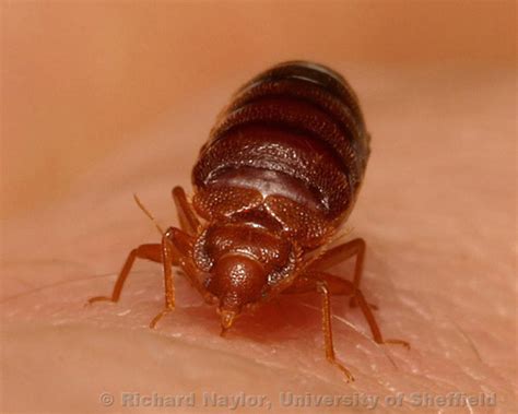 Bed Bugs Mistaken Identity Ibbra