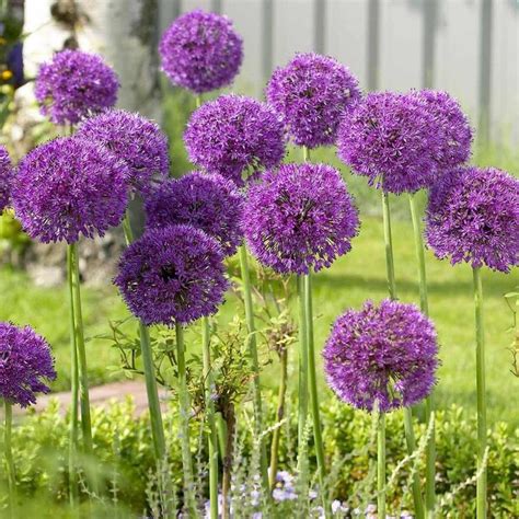 Oct 02, 2021 · immediately qualify for bulk pricing discounts when you prepay $500 or more into your dynadot account. Allium Gladiator - 20 Flower Bulbs - Buy in Bulk and Save ...