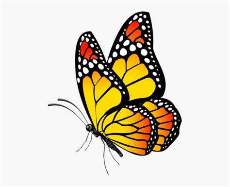 Butterfly Clip Art Butterfly Drawing Butterfly Clip Art Butterfly
