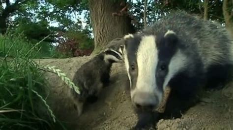 Hundreds March In Gloucester Against Badger Cull Bbc News