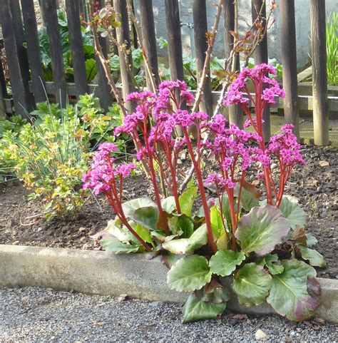 So kann die bergenia, da sie den schatten liebt, auch dort für einen bunten garten sorgen, wo sonst keine pflanzen wachsen. Bergenie - robuster Frühjahrsblüher
