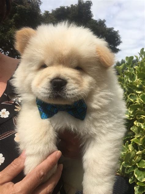 Gorgeous Cream And White Chow Chow Puppies In Barry Vale Of