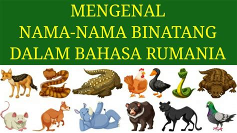Belajar Mengenal Nama Nama Binatang Dalam Bahasa Rumania YouTube