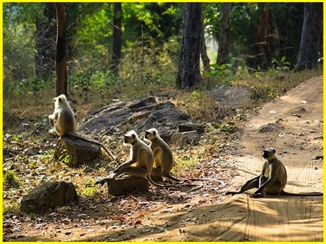 Bandhavgarh National Park Safari And Stunning Bandhavgarh Hill Geotourism