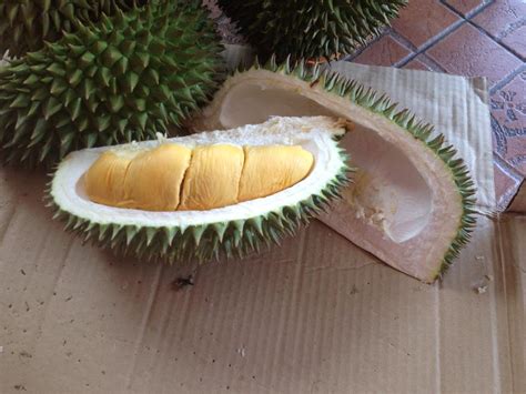 Jenis pohon durian bisa di lihat daunnya, isi video ini adalah belajar mengenali daun durian, kelihatannya hampir sama 11 Jenis Durian Popular dan Laris Di Malaysia - Some ...